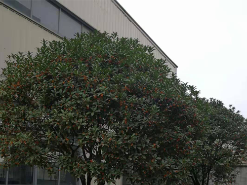 公司风采